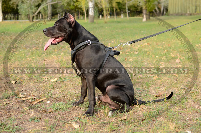 Genuine Leather Dog Harness, Medium. 25.5 inch-29 inch Chest size, 1 inch Wide, Amstaff, Pitbull, Orange