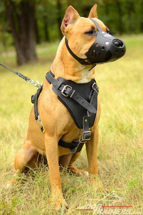 Durable leather Pitbull harness for easy handling and controlling