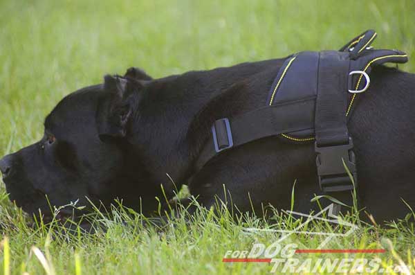 Dog Harness for Pulling Activity