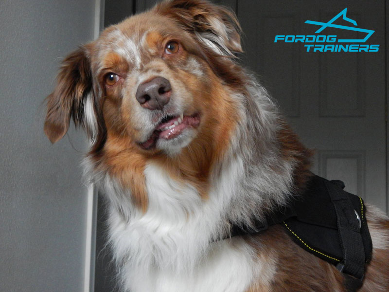 Dog Harnesses for Australian Shepherds