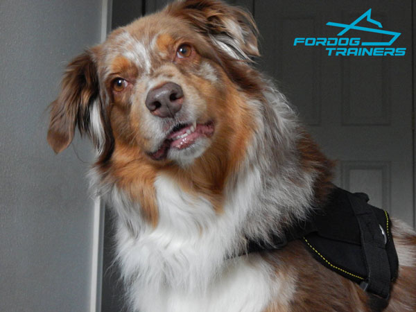 Multi-purpose Nylon Australian Shepherd Harness for Buddyr