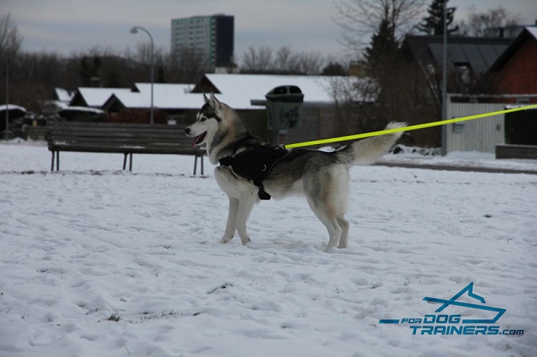 Pulling and Tracking Nylon Harness for Husky Daily Walking