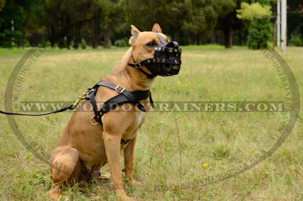 Corrosion resistant brass fittings for leather Pitbull harness