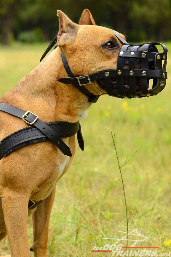 Comfortable and safe pulling Pitbull harness
