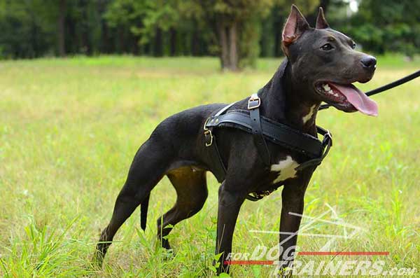 Extra comfortable pulling leather Pitbull harness