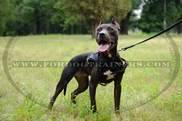 Pulling Pitbull harness with thick felt padded chest plate