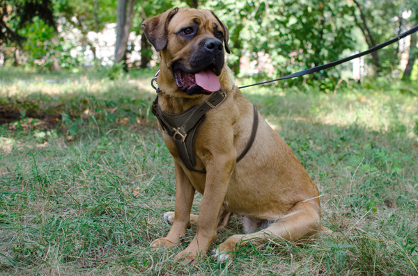 Agitation Leather Cane Corso Harness