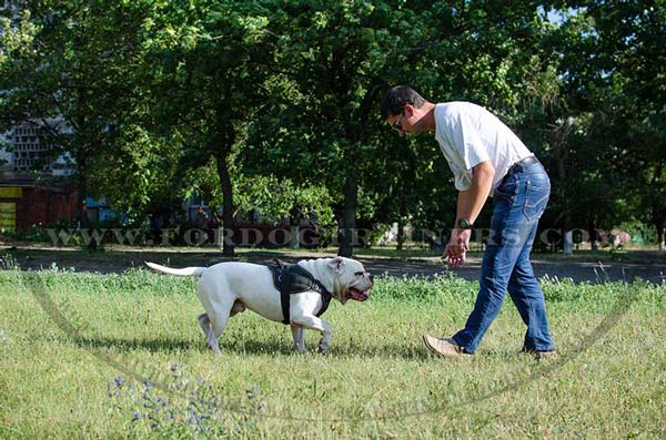 American Bulldog nylon harness for tracking
