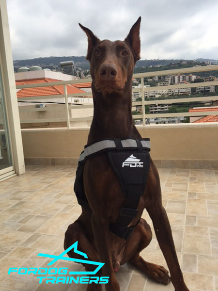 Nylon Doberman Harness with Reflective Front Strap