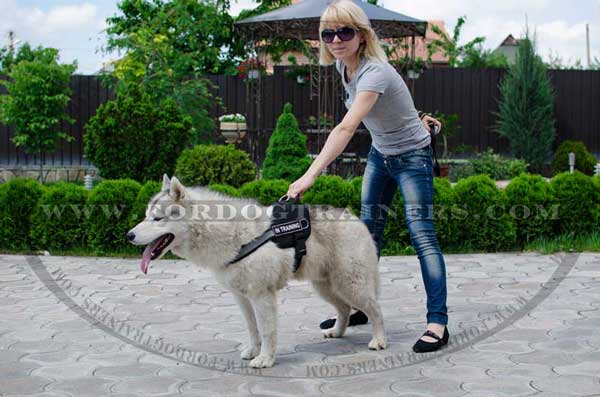 Pulling nylon Siberian Husky harness with reflective strap