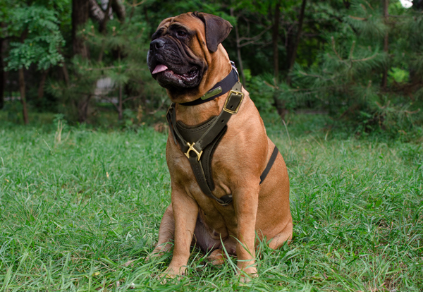 Attack Tracking Leather Bullmastiff Harness