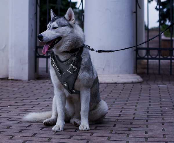 Attack Training Leather Dog Harness on Siberian Husky