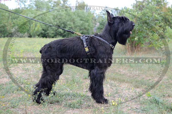 Trendy Leather Harness for Daily Dog Walks