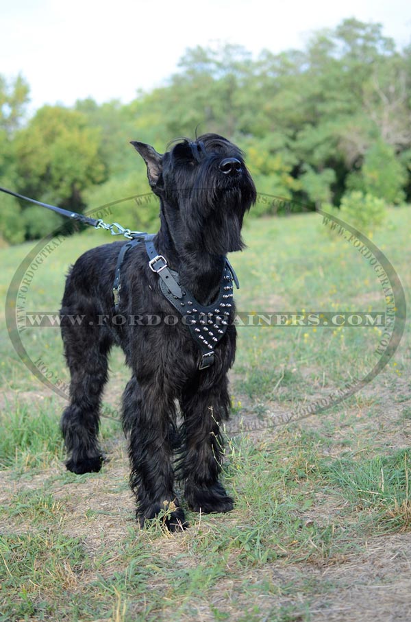 Leather Dog Harness with Silver Spikes