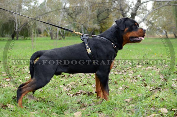 rottweiler walking rottweiler from the history of the breed supplies rottweiler walking rottweiler from the history of the breed supplies