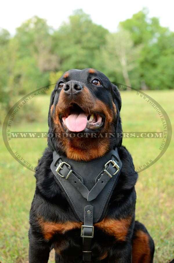 Easy Adjustable Leather Harness for Large Dogs as Rottweiler