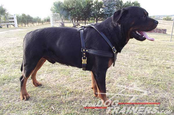 Leather dog harness with brass side rings for Rottweiler
