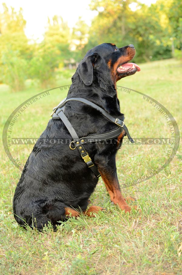 Leather dog harness easy tracking or Rottweiler