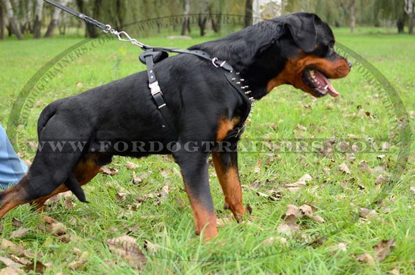 Spiked leather dog harness for Rottweiler