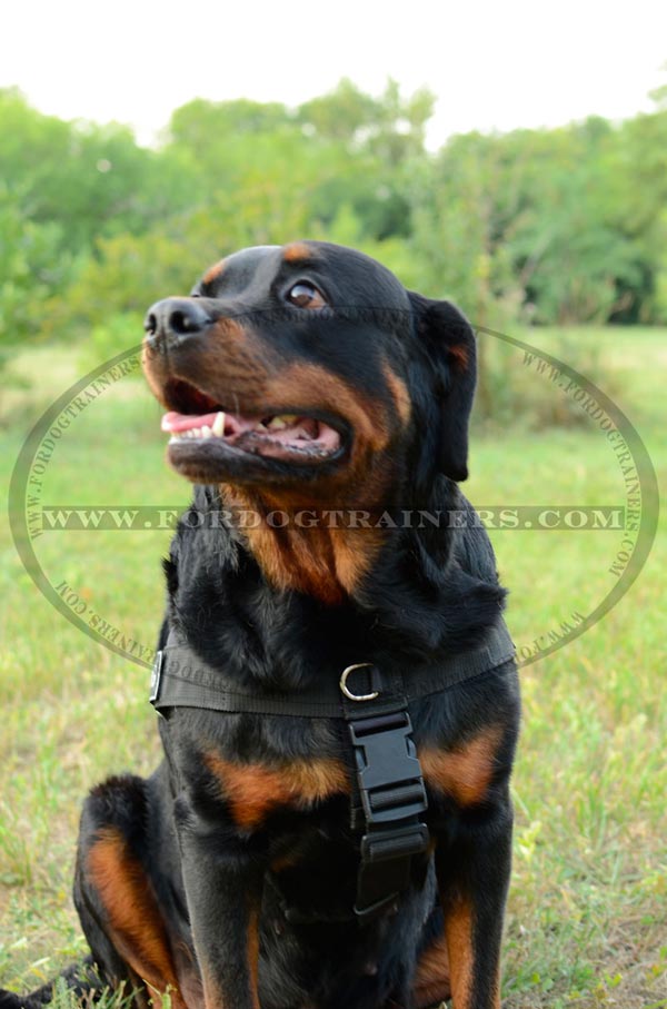 Nylon Dog Harness for SAR mission with id patches