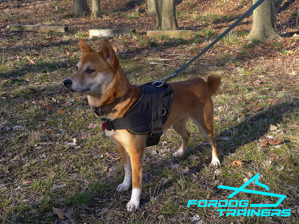 Kaede Walking in Extra Durable Nylon Dog Harness 