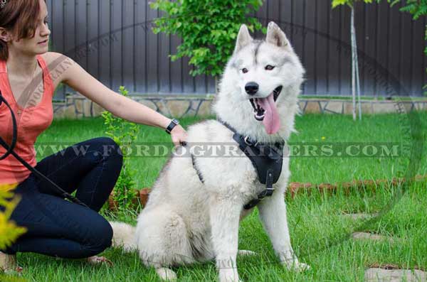 Leather Siberian Husky Harness for attack work