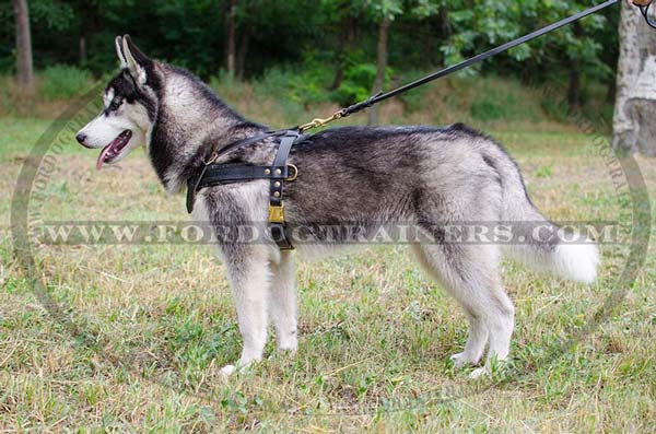 Training Leather Siberian Husky Harness