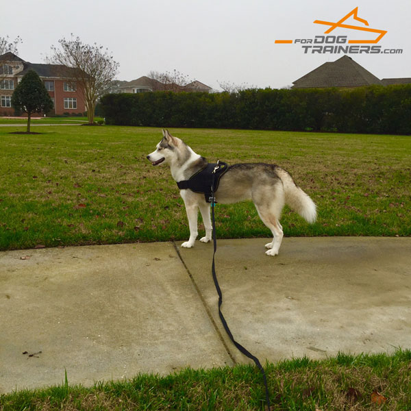 Athena Walking in Extra Durable Nylon Dog Harness 