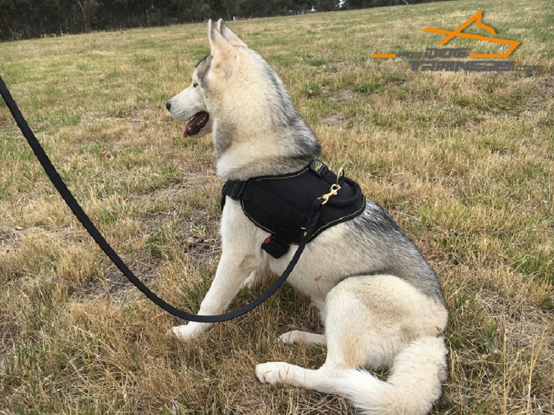 Best harness for siberian husky sale