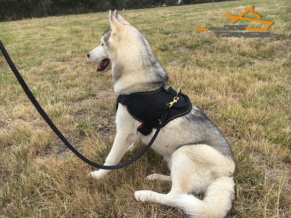Padded Nylon Harness with Control Handle