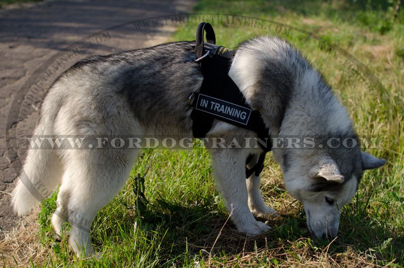 Order All Weather Nylon Dog Harness|Training Harness