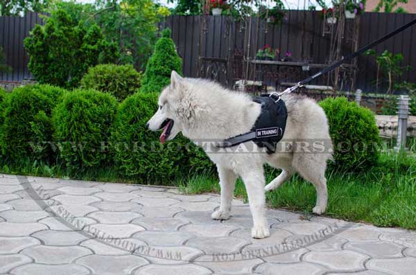 Multifunctional Nylon Dog Harness