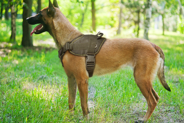 Chest Padded Belgian Malinois Harness