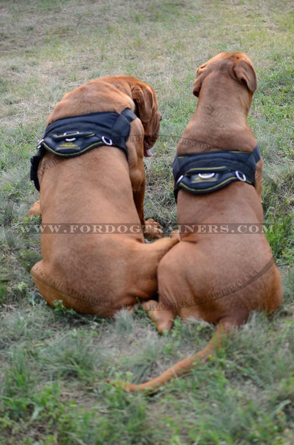 Nylon harness with comfy back plate