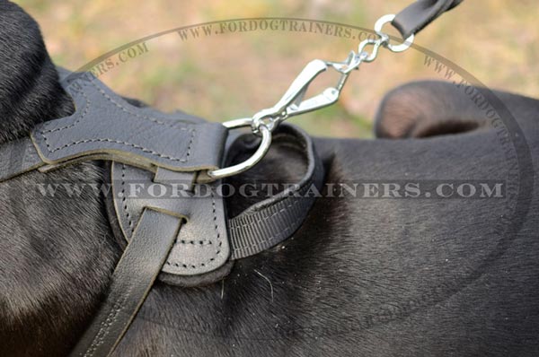 Strong D-Ring on Leather Pitbull Harness