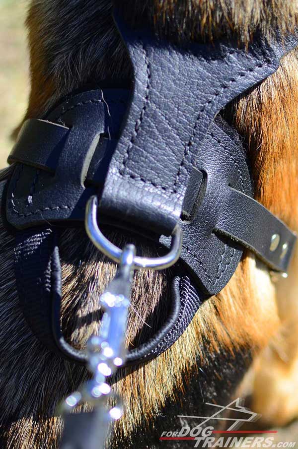 Nickel Plated D-Ring of German Shepherd Harness Leather