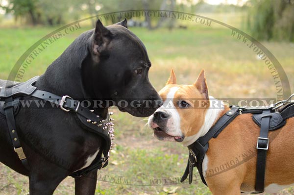 Adjustable Quality Staffordshire Terrier Harness Leather Spiked