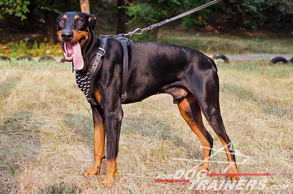 Spiked Y-shaped leather harness for Doberman