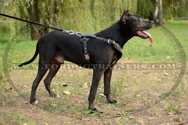 Leather Pitbull harness with easy quick release buckle