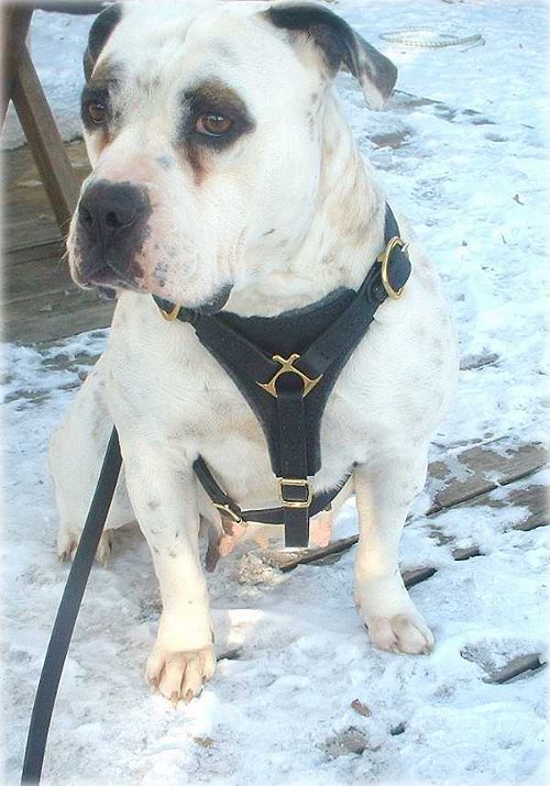 Staffordshire Bull Terrier Standard Dog Supplies Staffordshire Bull Terrier Standard Dog Supplies