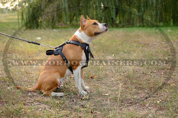 Adjustable Leather Staffordshire Terrier Harness Durable Straps