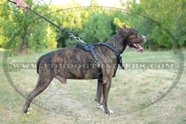 Agitation Training Leather Staffordshire Terrier Harness