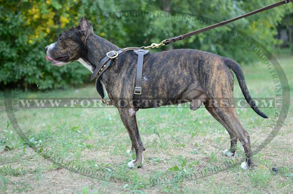 Leather Staffordshire Terrier Harness Brass Studs Decorated Chest