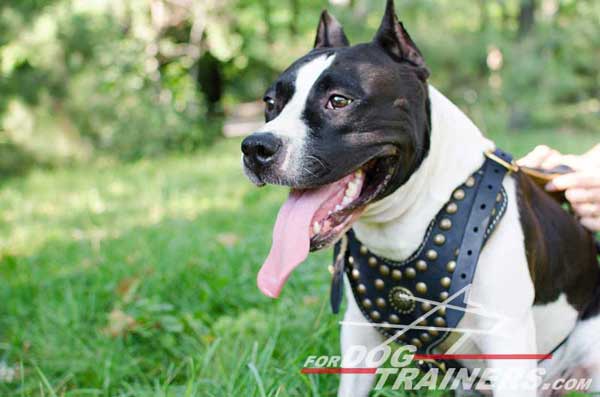 Leather Decorated Staffordshire Terrier Harness Nappa Padded