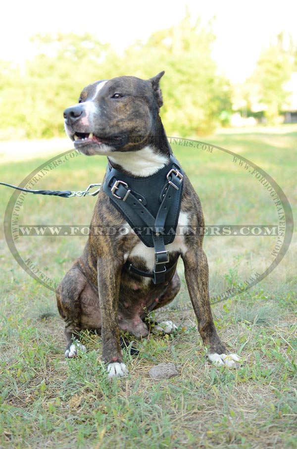 Padded Leather Staffordshire Terrier Harness Soft Chest Plate