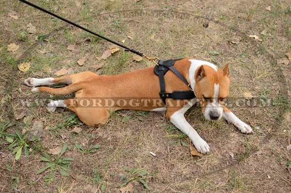 Leather Pulling Staffordshire Terrier Harness