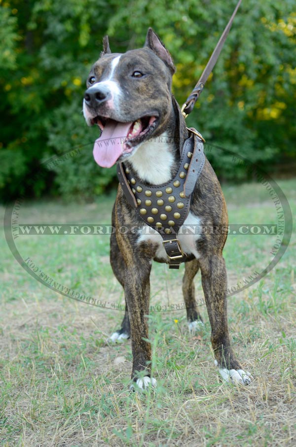 Staffordshire Terrier Harness Studs Decorated Leather Chest