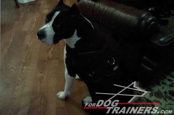 Nylon Training Staffordshire Terrier Harness