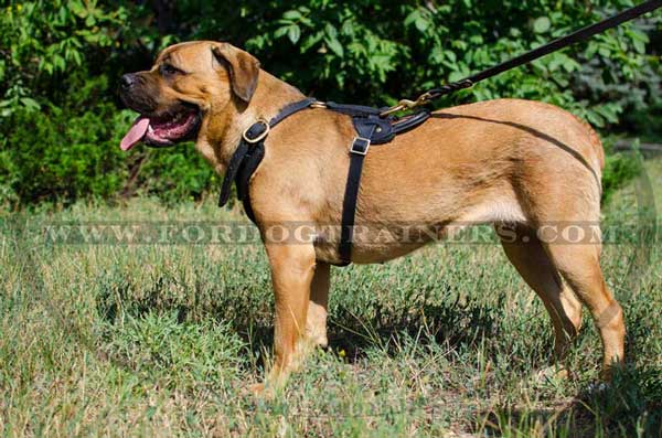 Leather Cane Corso Harness with Durable Straps