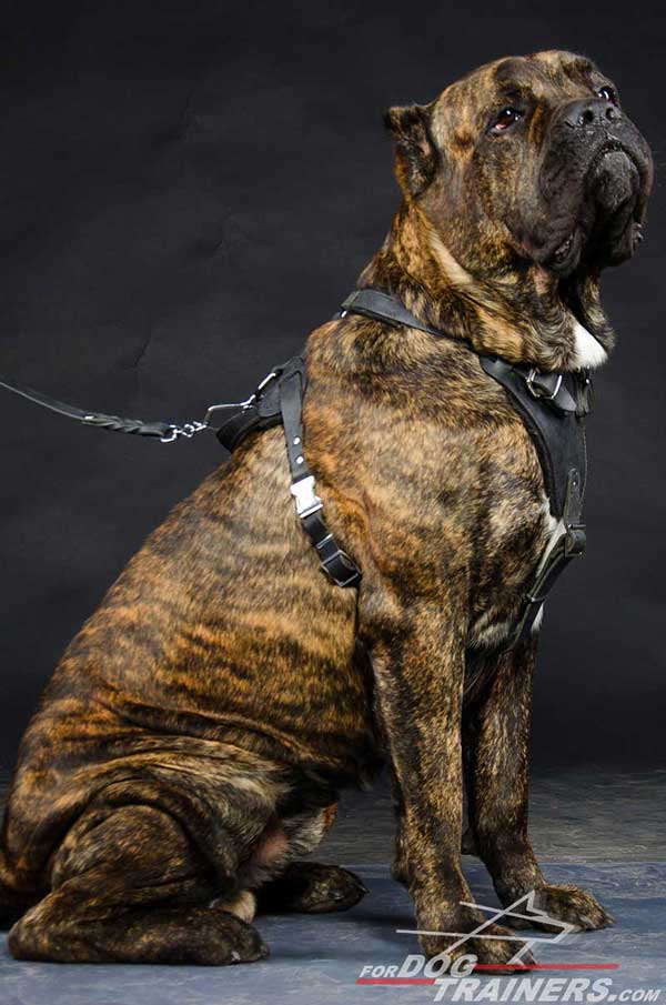Cane Corso Dog Harness for Training